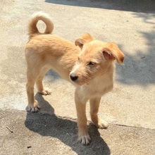 VALERIO, Hund, Mischlingshund in Rumänien - Bild 2