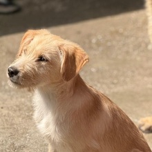 VALERIO, Hund, Mischlingshund in Rumänien - Bild 4