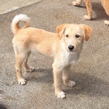 VALERIO, Hund, Mischlingshund in Rumänien - Bild 6