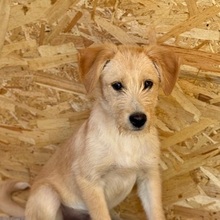 VALERIO, Hund, Mischlingshund in Rumänien - Bild 7