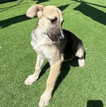 VALI, Hund, Mischlingshund in Rumänien - Bild 2