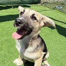 VALI, Hund, Mischlingshund in Rumänien - Bild 3