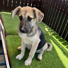 VALI, Hund, Mischlingshund in Rumänien - Bild 6