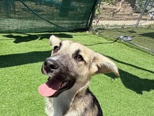VALI, Hund, Mischlingshund in Rumänien - Bild 7