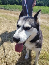 KIRA, Hund, Siberian Husky in Ungarn - Bild 1