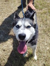 KIRA, Hund, Siberian Husky in Ungarn - Bild 10