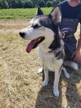 KIRA, Hund, Siberian Husky in Ungarn - Bild 2