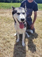 KIRA, Hund, Siberian Husky in Ungarn - Bild 3