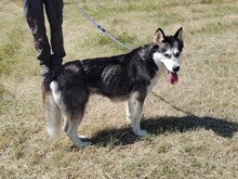KIRA, Hund, Siberian Husky in Ungarn - Bild 4
