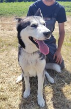 KIRA, Hund, Siberian Husky in Ungarn - Bild 5