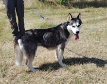 KIRA, Hund, Siberian Husky in Ungarn - Bild 6