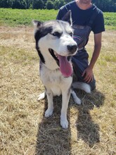 KIRA, Hund, Siberian Husky in Ungarn - Bild 7