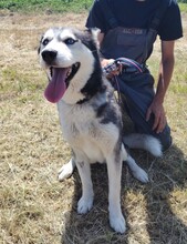 KIRA, Hund, Siberian Husky in Ungarn - Bild 8