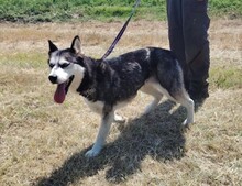 KIRA, Hund, Siberian Husky in Ungarn - Bild 9