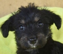 TIFANI, Hund, Mischlingshund in Ungarn - Bild 1