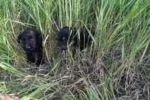 TIFANI, Hund, Mischlingshund in Ungarn - Bild 2