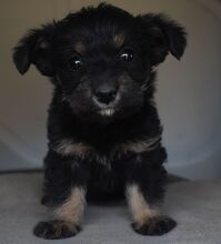 TIFANI, Hund, Mischlingshund in Ungarn - Bild 3