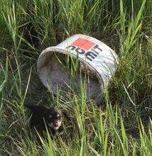 TIRA, Hund, Mischlingshund in Ungarn - Bild 2