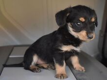 TIRA, Hund, Mischlingshund in Ungarn - Bild 3