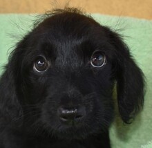 TIVADAR, Hund, Mischlingshund in Ungarn - Bild 1