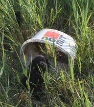 TIVADAR, Hund, Mischlingshund in Ungarn - Bild 2