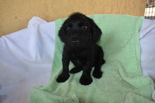 TIVADAR, Hund, Mischlingshund in Ungarn - Bild 3