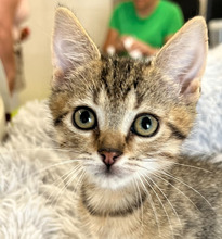 MORRIS, Katze, Hauskatze in Ungarn - Bild 1