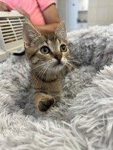 MORRIS, Katze, Hauskatze in Ungarn - Bild 3