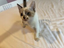 KITTEN1, Katze, Hauskatze in Rumänien - Bild 1