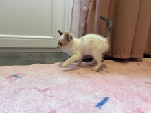 KITTEN1, Katze, Hauskatze in Rumänien - Bild 2