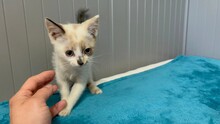 KITTEN1, Katze, Hauskatze in Rumänien - Bild 3