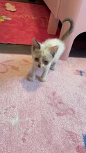 KITTEN1, Katze, Hauskatze in Rumänien - Bild 4