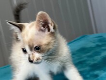 KITTEN1, Katze, Hauskatze in Rumänien - Bild 5
