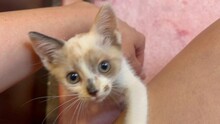 KITTEN1, Katze, Hauskatze in Rumänien - Bild 6