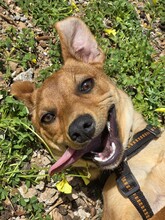 FIPSI, Hund, Mischlingshund in Eggolsheim - Bild 1