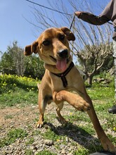 FIPSI, Hund, Mischlingshund in Eggolsheim - Bild 2