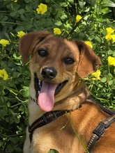 FIPSI, Hund, Mischlingshund in Eggolsheim - Bild 3