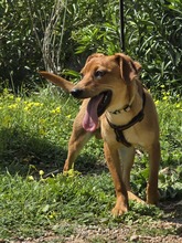FIPSI, Hund, Mischlingshund in Eggolsheim - Bild 4