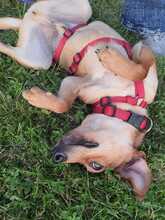 FIPSI, Hund, Mischlingshund in Eggolsheim - Bild 5