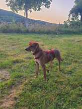 FIPSI, Hund, Mischlingshund in Eggolsheim - Bild 6