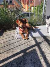 FIPSI, Hund, Mischlingshund in Eggolsheim - Bild 7