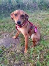 FIPSI, Hund, Mischlingshund in Eggolsheim - Bild 8