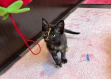 KITTEN2, Katze, Hauskatze in Rumänien - Bild 1