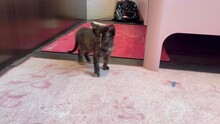KITTEN2, Katze, Hauskatze in Rumänien - Bild 10