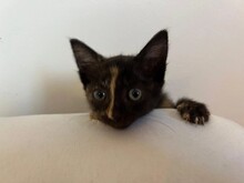KITTEN2, Katze, Hauskatze in Rumänien - Bild 11