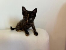 KITTEN2, Katze, Hauskatze in Rumänien - Bild 12
