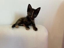 KITTEN2, Katze, Hauskatze in Rumänien - Bild 2