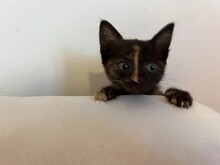 KITTEN2, Katze, Hauskatze in Rumänien - Bild 3