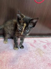 KITTEN2, Katze, Hauskatze in Rumänien - Bild 4
