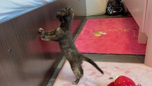 KITTEN2, Katze, Hauskatze in Rumänien - Bild 5